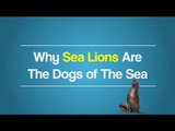 Definitive Proof That Sea Lions Are Just Dogs That Live in the Sea