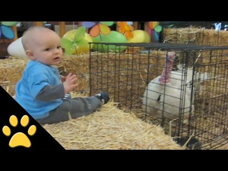 Turkey Scares A Baby: Thanksgiving Week