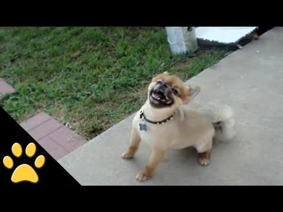 When This Dog Sneezes It Is Absolutely Adorable video Dailymotion