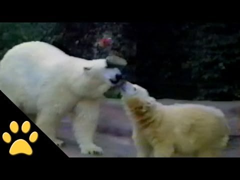 Polar Bear Mom Teaches Her Cub A Neat Trick