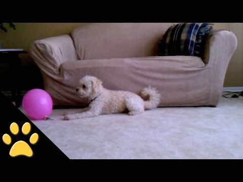 Puppy Is Mystified By Popped Balloon