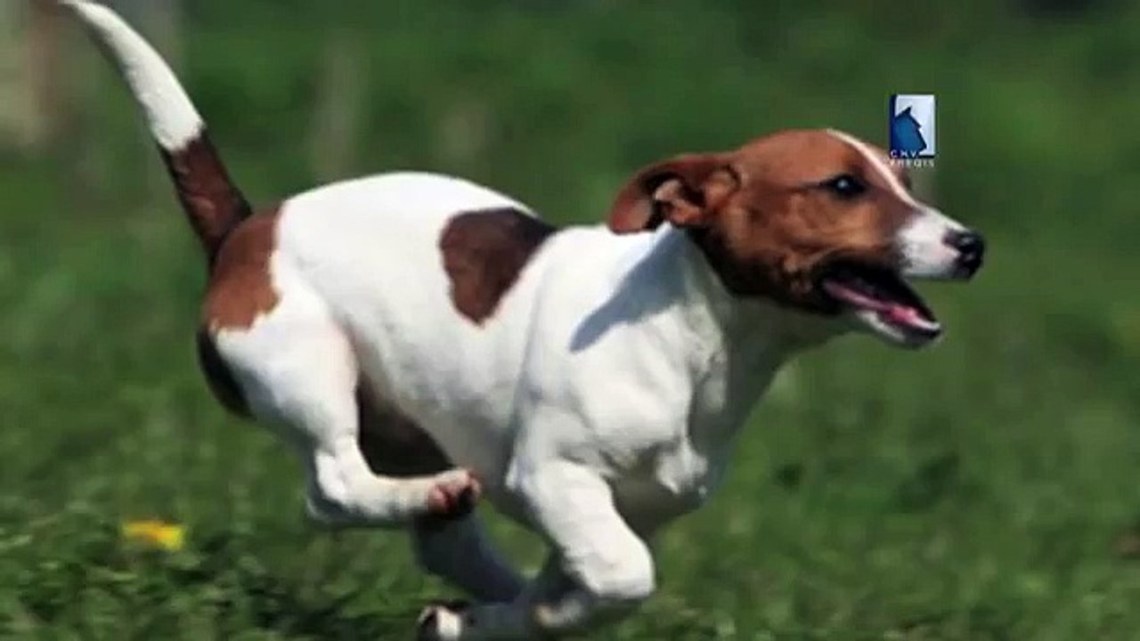 Ataxie cérébelleuse, Jack Russell terrier, maladie neurologique du chien