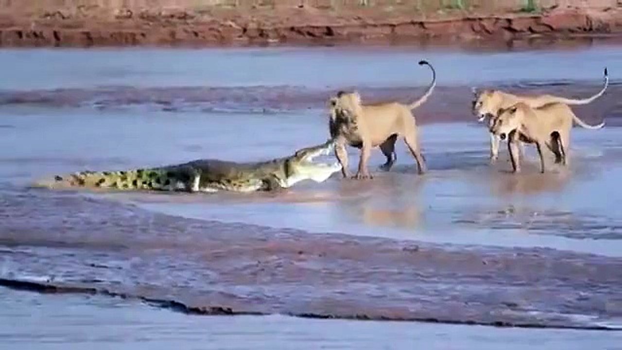 Güç Savaşları - Aslanlar ve Timsahlar