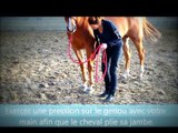 Apprendre la jambette à son cheval