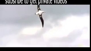 Albatross Animals Fight To Death  National Geographic Wild