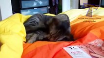 Cats are just the best Funny cat compilation