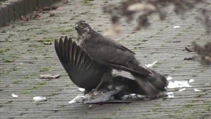 Atmacanın Güvercin Avı