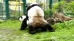 Panda Bears funny at Zoo funny animal