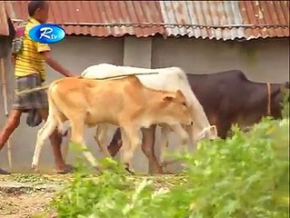 কোরবানির গরুর এ কি অবস্থা -