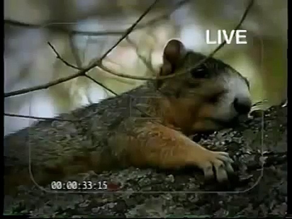 Another squirrel boy in real cartoon network