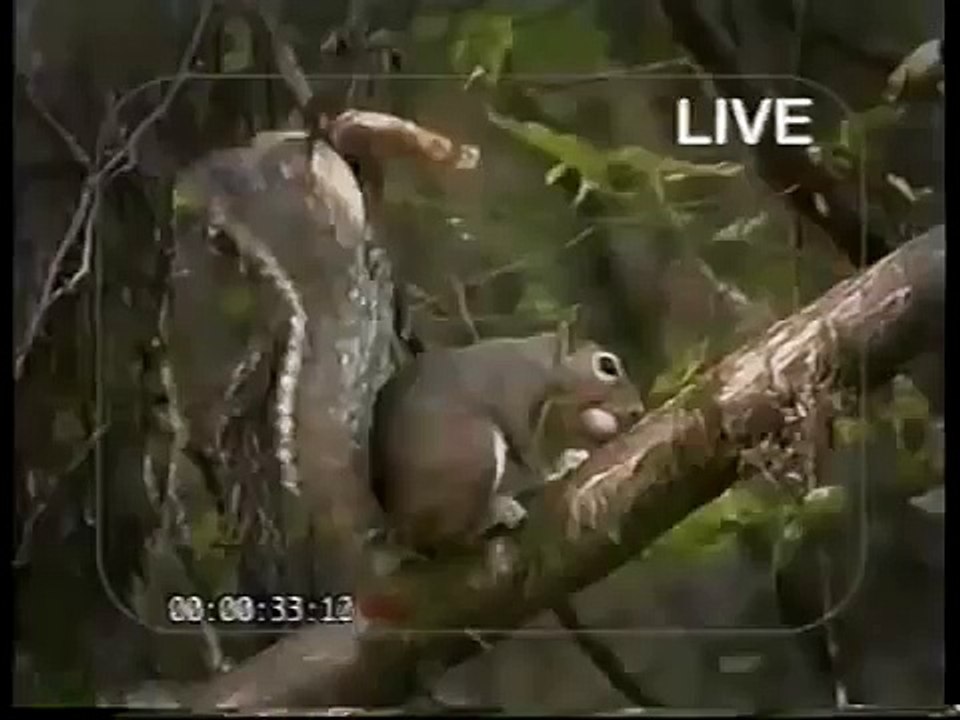 Squirrel boy in real cartoon network