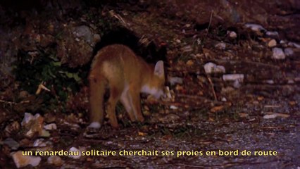 Le Cri Du Renard -  Scream of the Fox