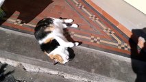 Cute Cat Sunbathing