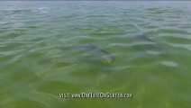 Les dauphins sont extrêmement intelligents ! Voici une nouvelle vidéo qui le prouve !