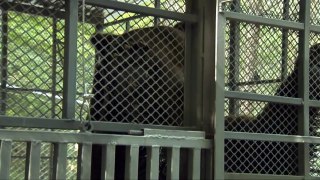 VIER PFOTEN ermöglicht zwei Bären ein neues Zuhause