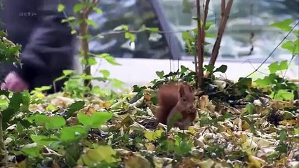 Cologne, ville sauvage - ARTE Documentaire 2015