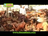 Goat And Sheep Farming Experts Advice At Ritunestham