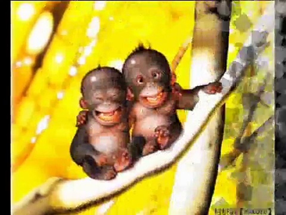 Te amo te extraño- Orquesta Guayacan