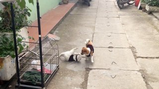 Dog vs Cat War Funny