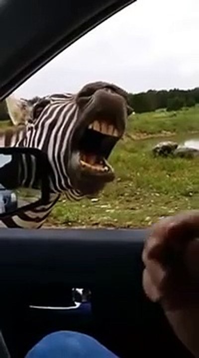 SINGING ZEBRA!!