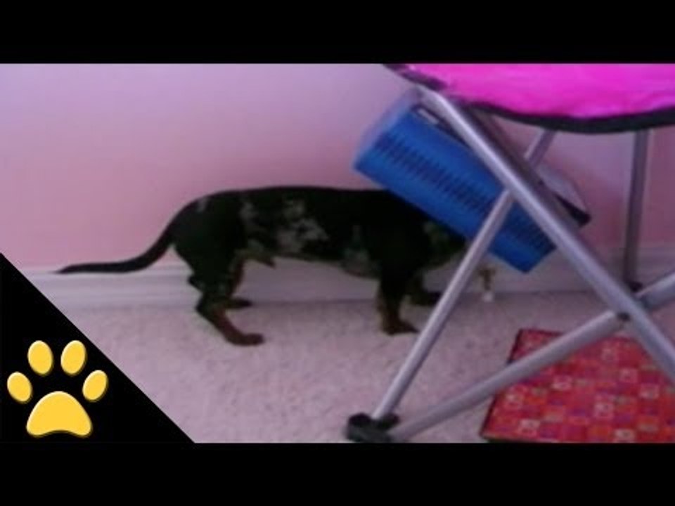 Guilty Dog Caught Red Headed