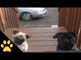 Hungry Pugs