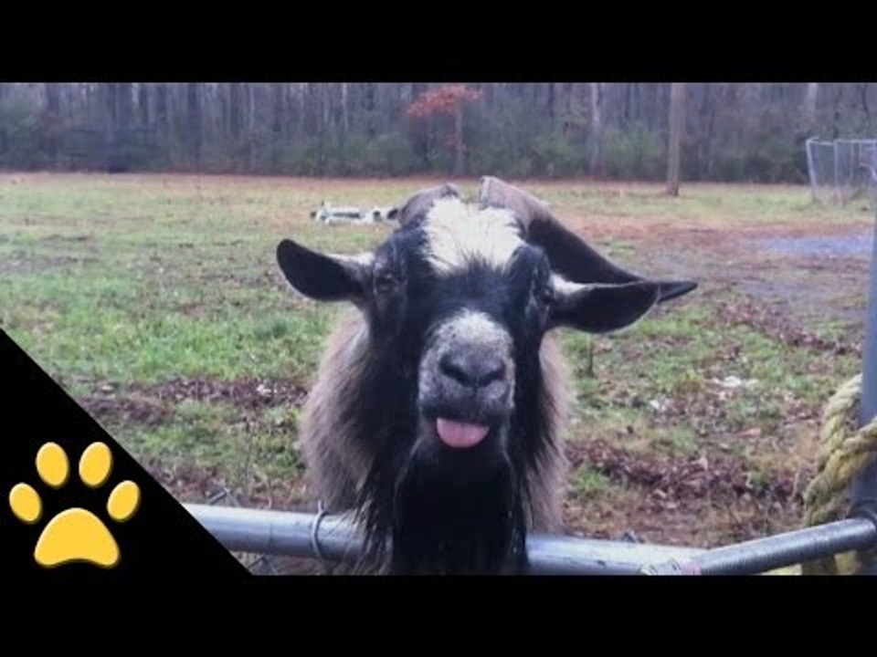 Goats Are Awesome: Compilation