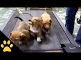 3 Cute Puppies On A Treadmill