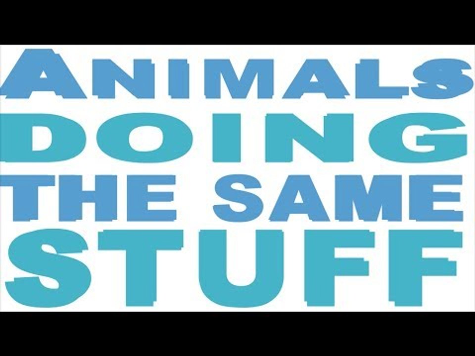 Animals Doing The Same Stuff