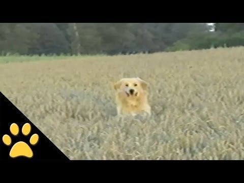 Dogs Frolicking In A Meadow