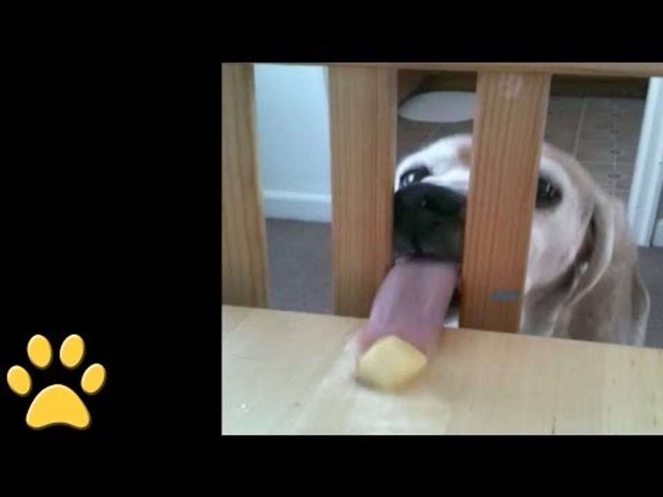 Dog Proves That Persistance Is Key