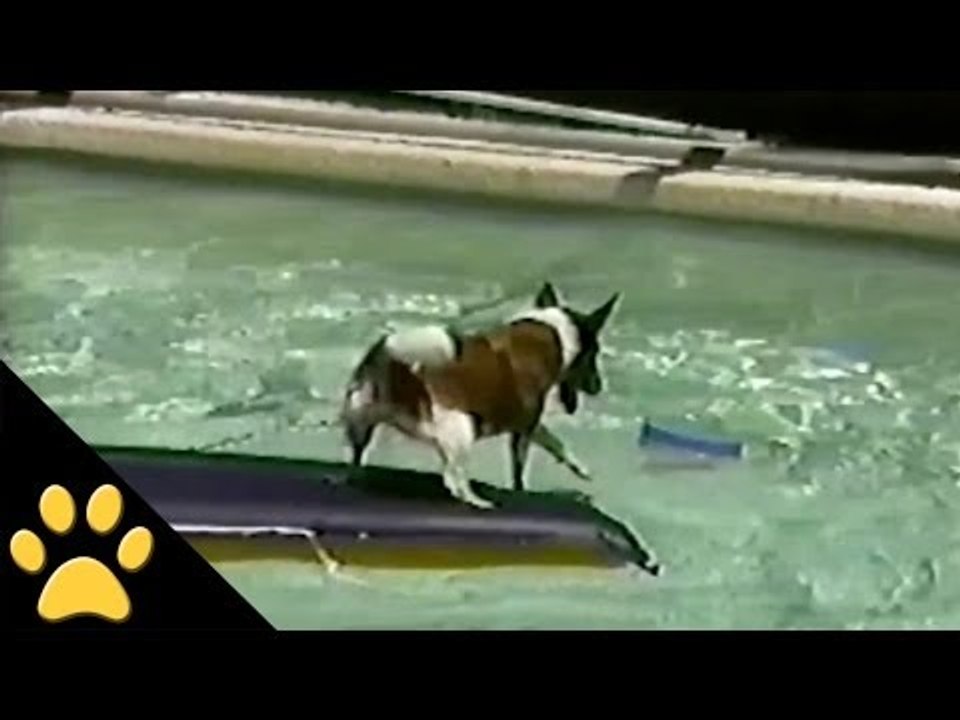 Dog Surfs Across Pool