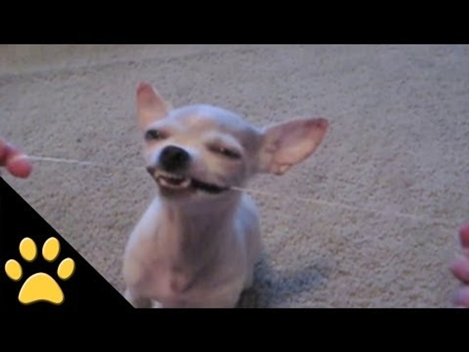 Chihuahuas Are Awesome: Compilation