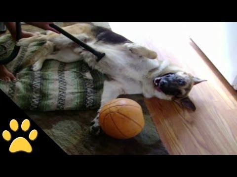 German Shepherds Are Awesome: Compilation