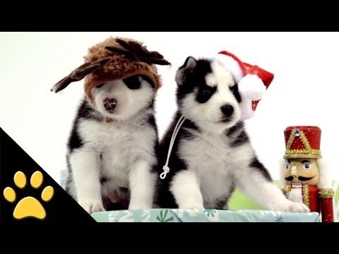 Husky Puppies Winter Wonderland
