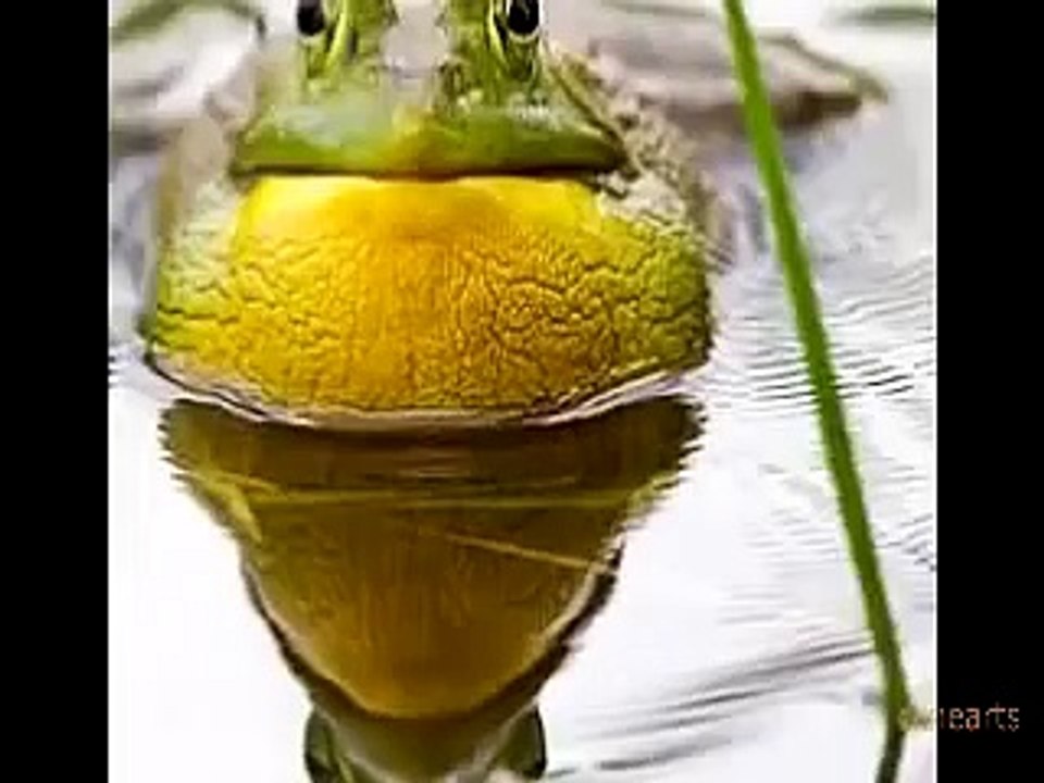 Joy To The World Jeremiah Was A Bullfrog Three Dog Night Cartoon Video Dailymotion