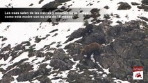 Los osos salen de la hibernación