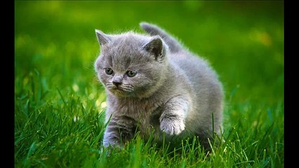 Chats mignons! NOUVEAU