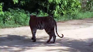 tiger sighting in corbett National Park