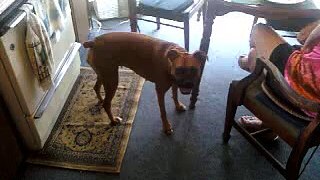 Boxer Dog eats pizza with a fork!!!!!