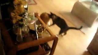 Cat Fight -  Growls and Hisses