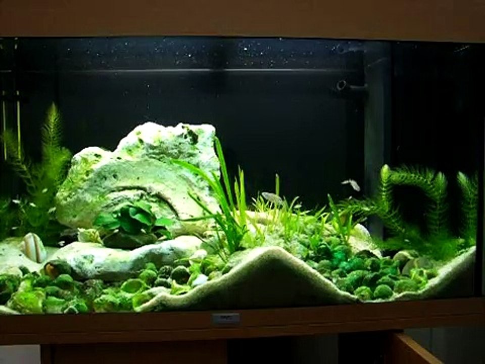 Cichlidés Tanganyika - Neolamprologus multifasciatus -