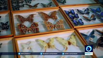 IRAN - Tehran Insect Musuem