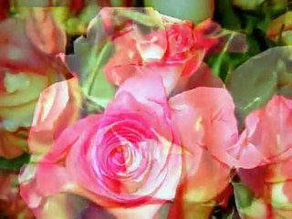 Trandafir de la Moldova - Moldavian Rose