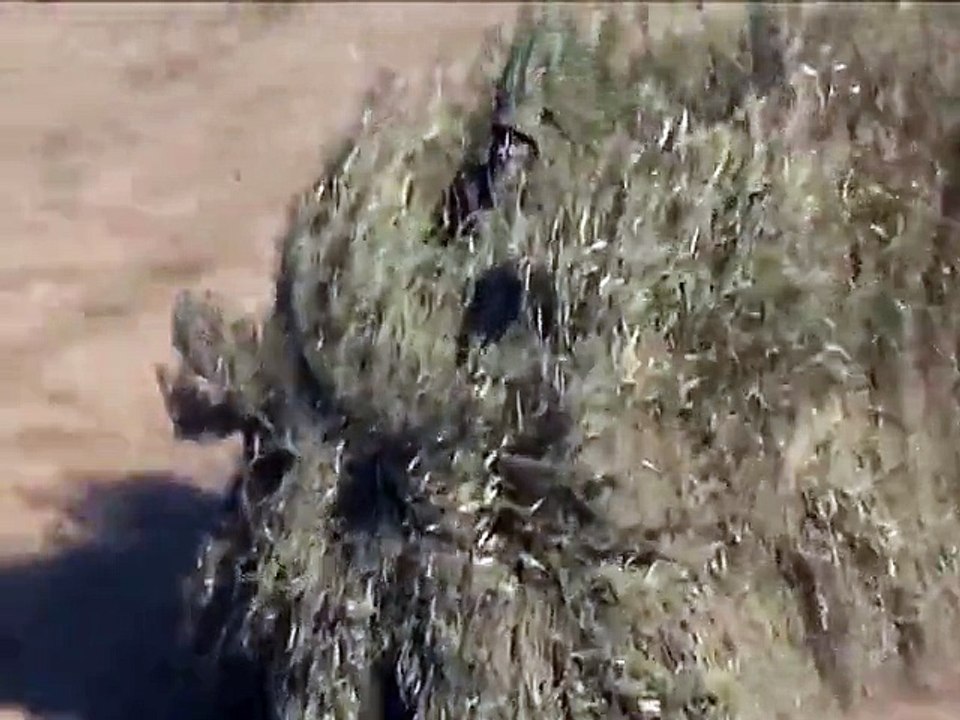 Avec ce buisson mobile c'est sûr nous sommes au top du camouflage militaire !