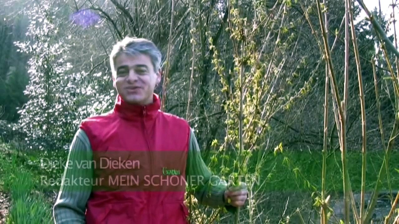 Rosen richtig schneiden
