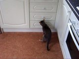 Bengal Cat opening kitchen cupboards