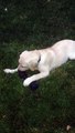 Puppy Sings Along With Squeaky Toy