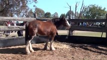 Santa The Blacksmith Making Horse Shoes