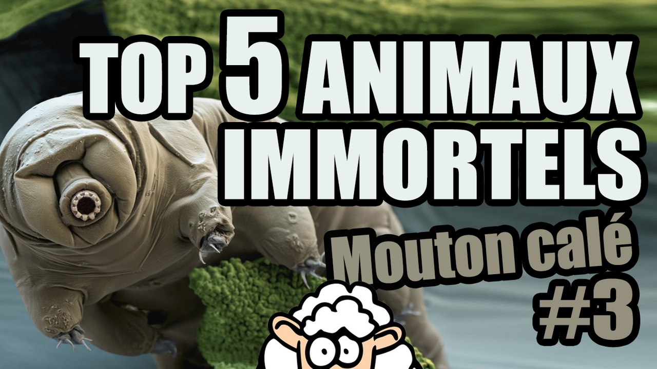 TOP 5 des ANIMAUX IMMORTELS - Mouton calé #3